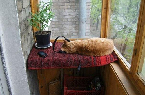Specialkomponerad kattmusik ska stimulera missen